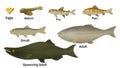 Life cycle of a Salmon, salmons have an average lifespan of 7 years, salmons comprises seven stages